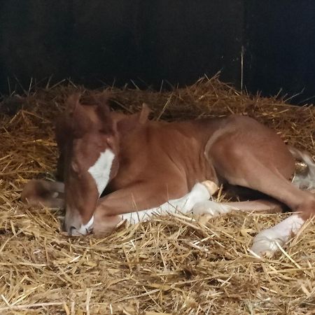 Ferienwohnung Haras Des Buissonnets Bois-Anzeray Exterior foto