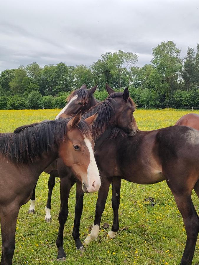 Ferienwohnung Haras Des Buissonnets Bois-Anzeray Exterior foto